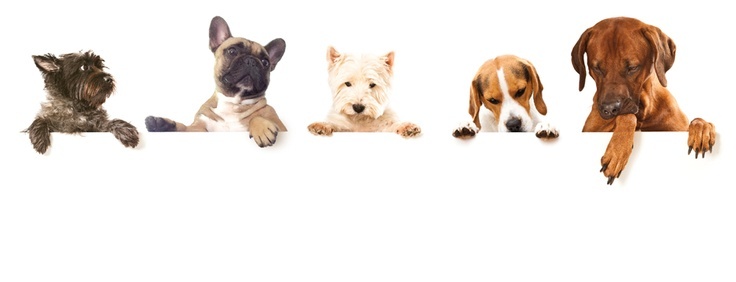 Dogs peeking over the edge