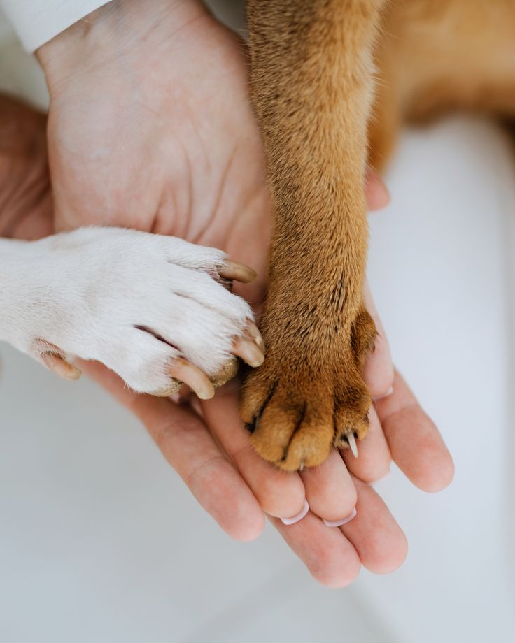 Human and dog connection — trust